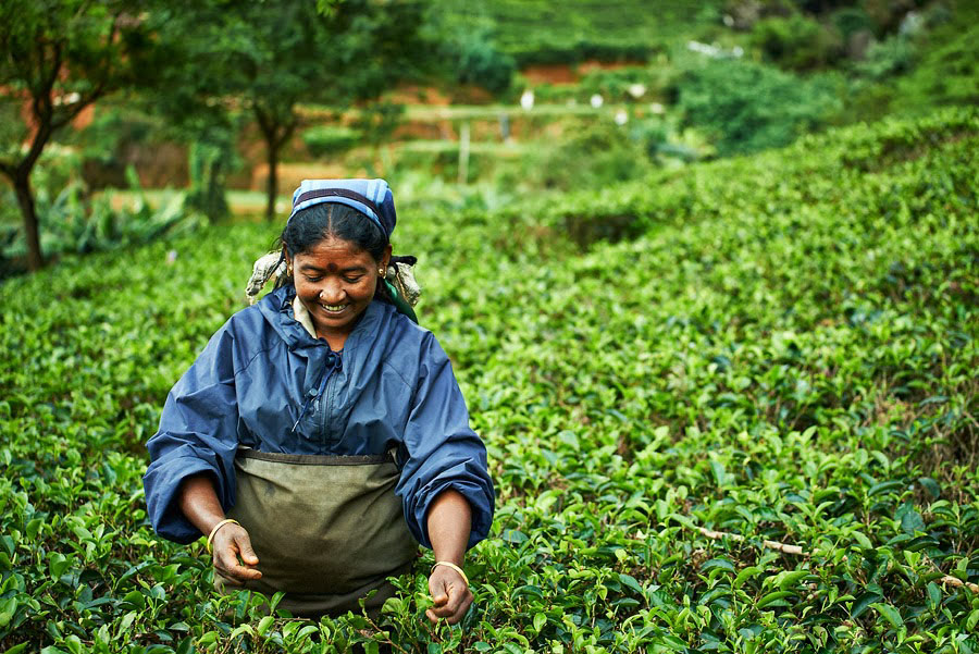 Шри ланка производство. Экскурсии Шри Ланка Нувара Элия. Чайная фабрика Шри Ланка. Нувара Элия Шри Ланка сборщицы чая. Чайный завод Канди Шри-Ланка.