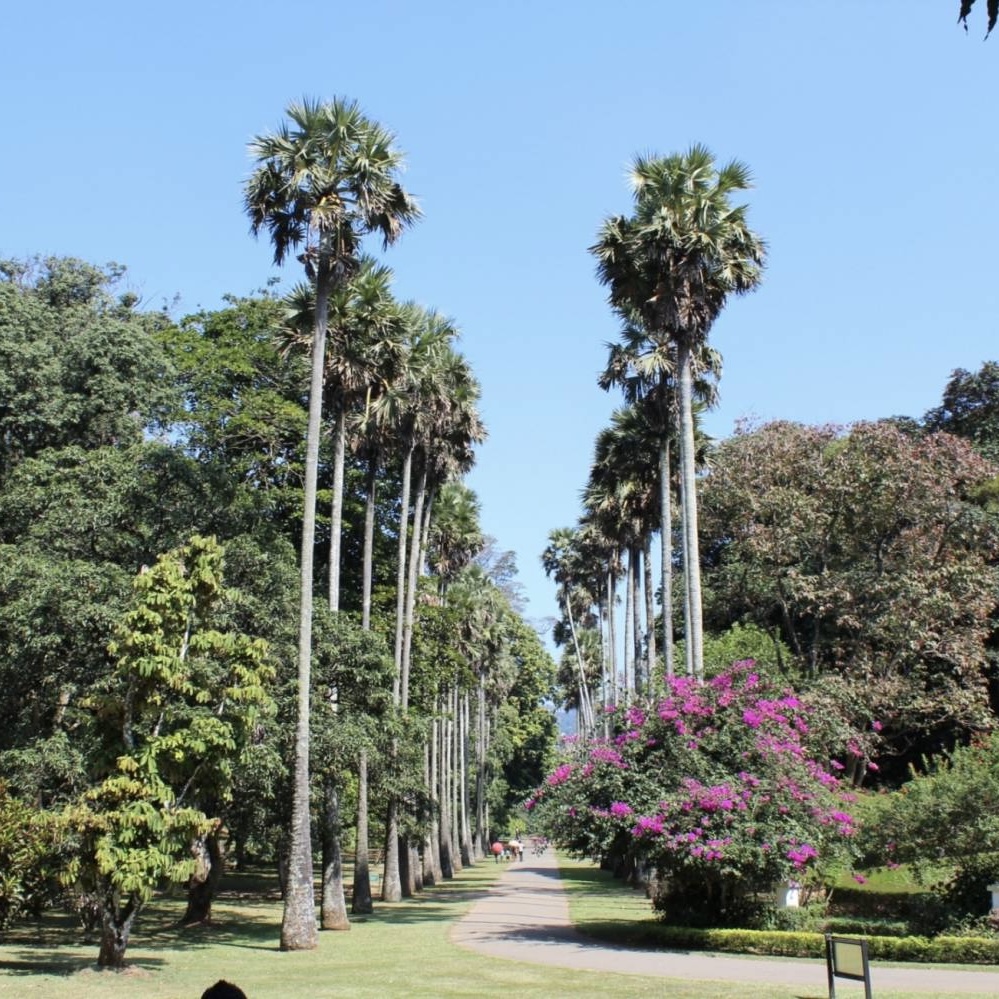 Фото к Экскурсии Канди - Нувара Элия, 2 дня