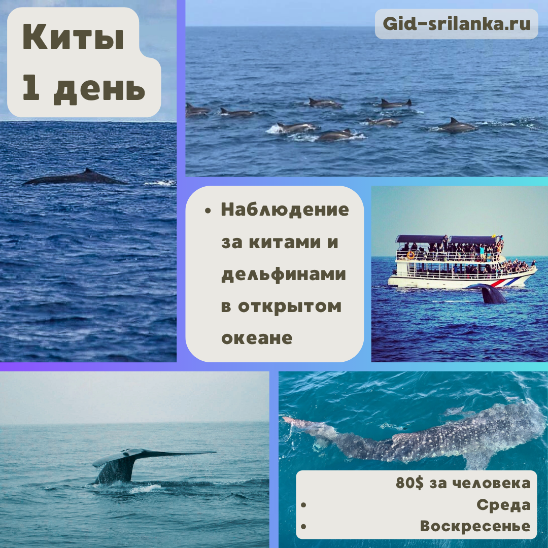 Фото к Киты, 1 день